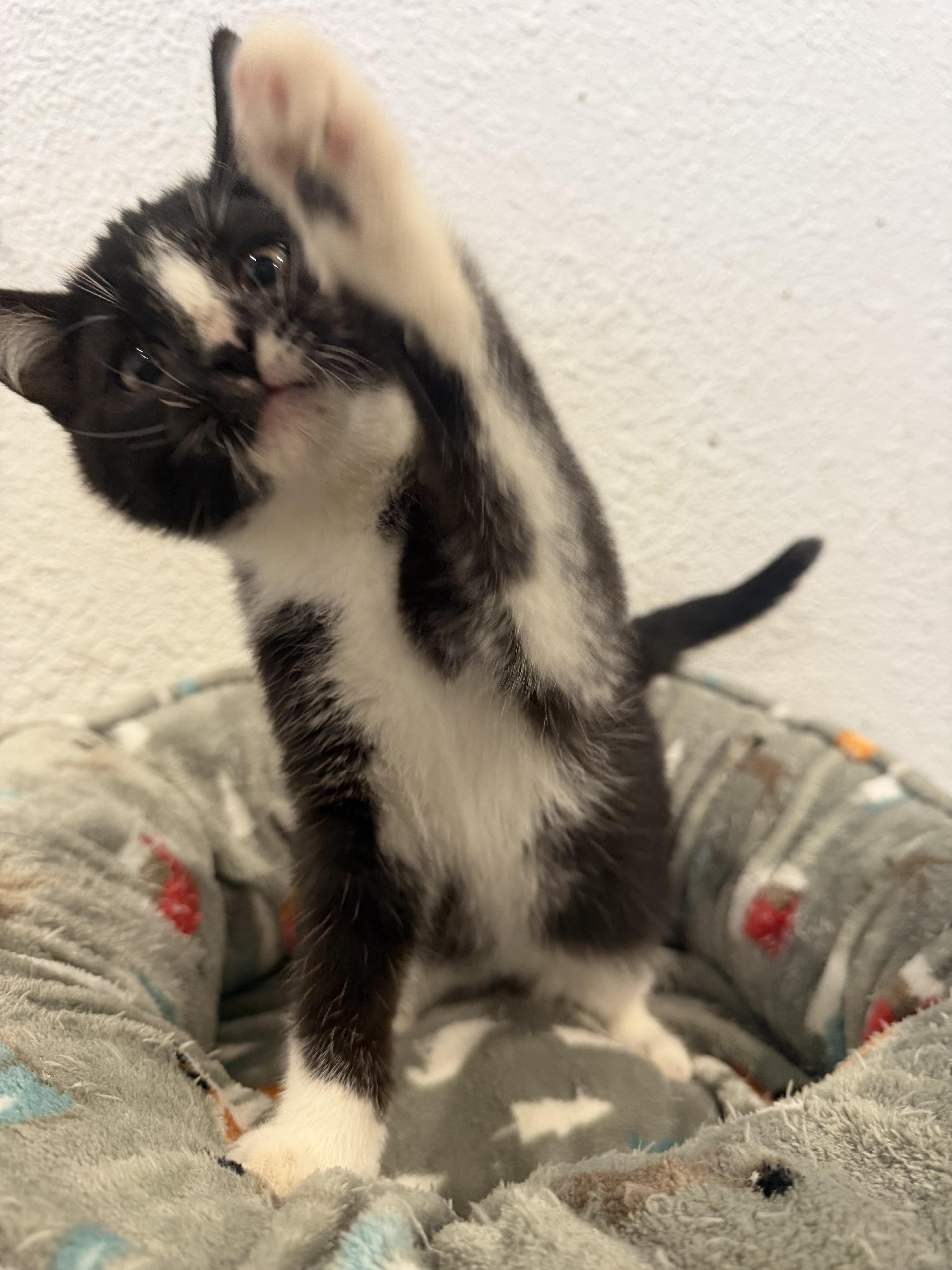 Enlarge Merlin, a Adopted Domestic Short Hair in Rio Linda, CA image 3/6
