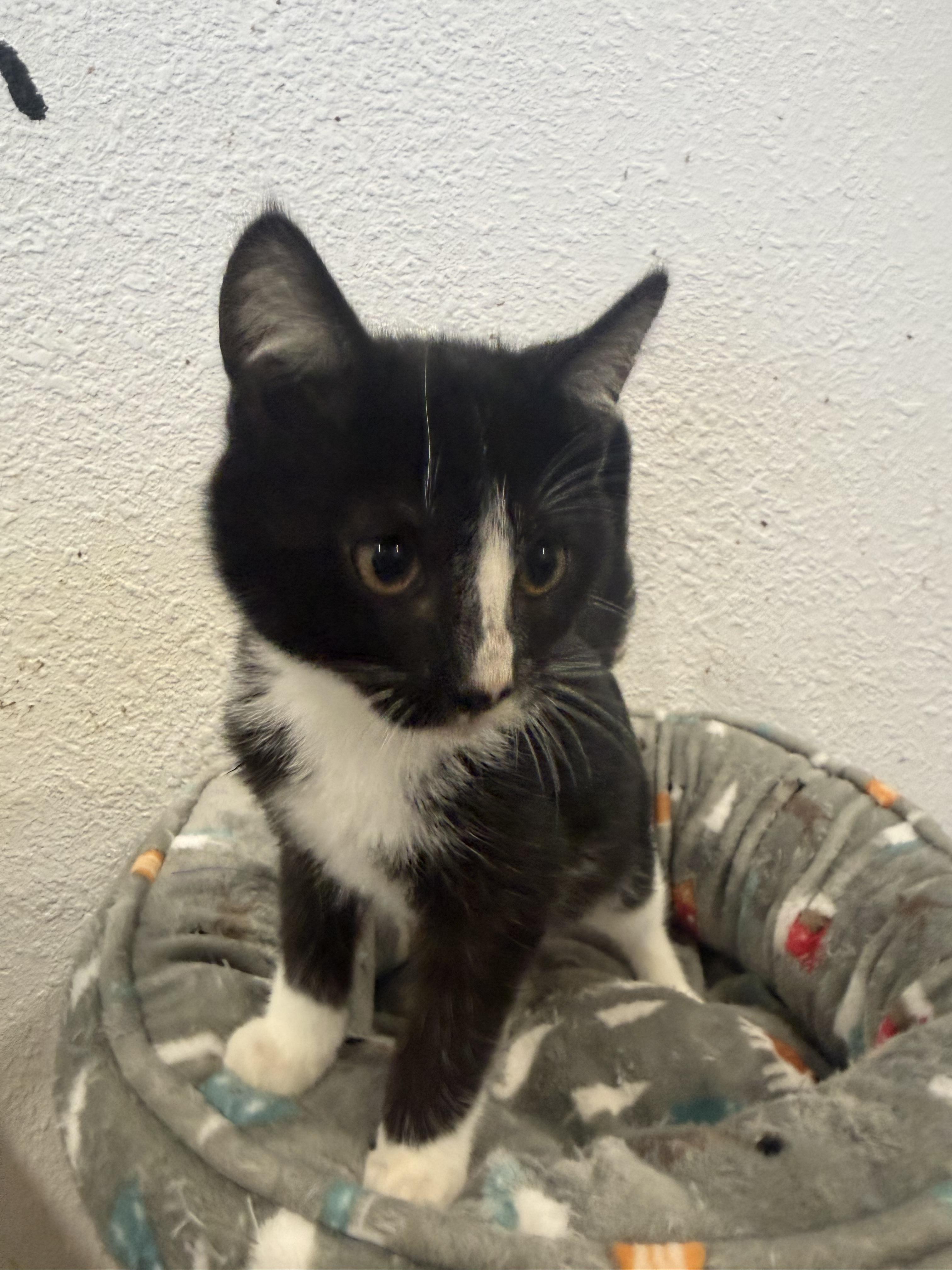 Enlarge Merlin, a Adopted Domestic Short Hair in Rio Linda, CA image 4/6