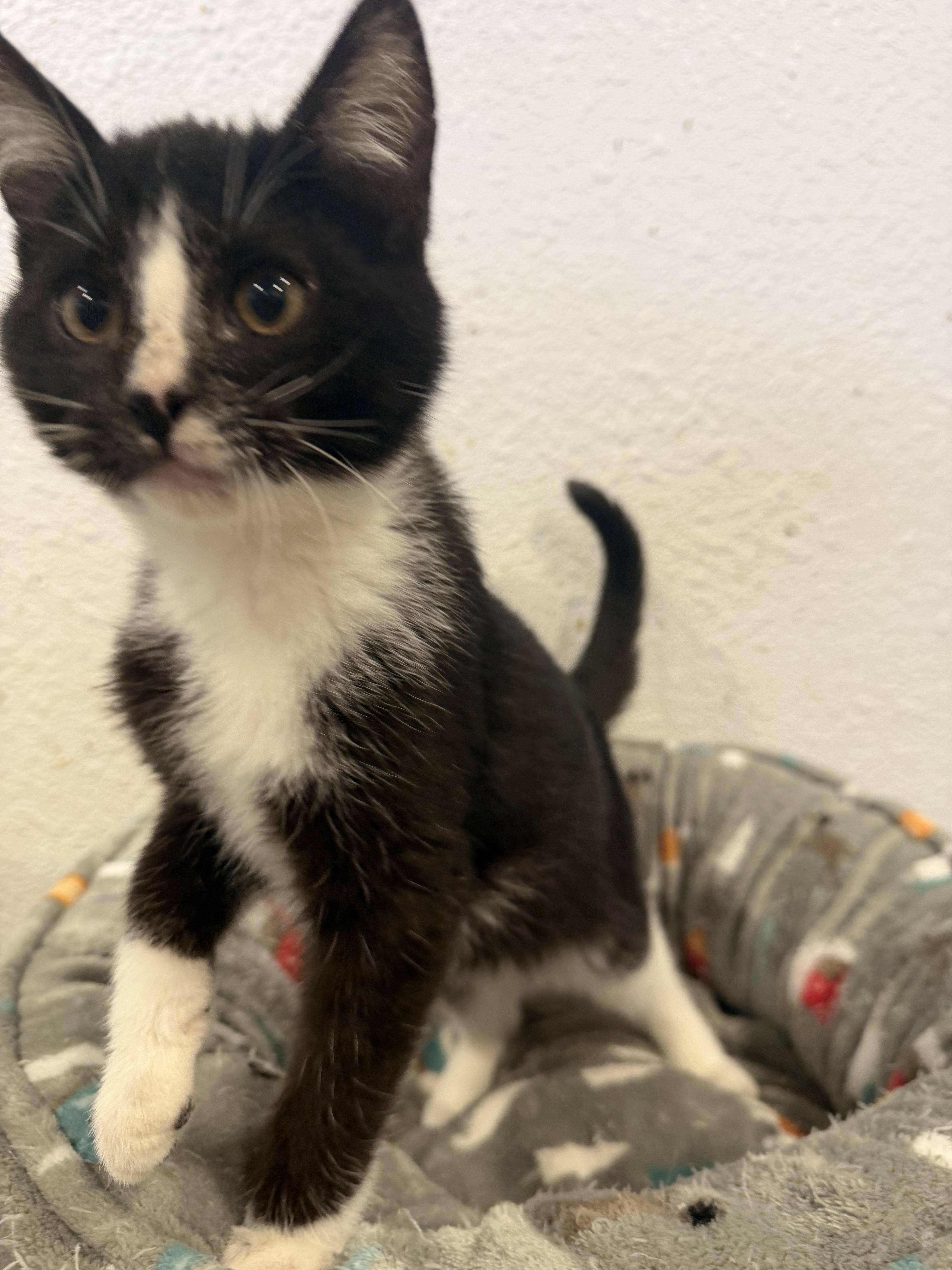 Enlarge Merlin, a Adopted Domestic Short Hair in Rio Linda, CA image 5/6