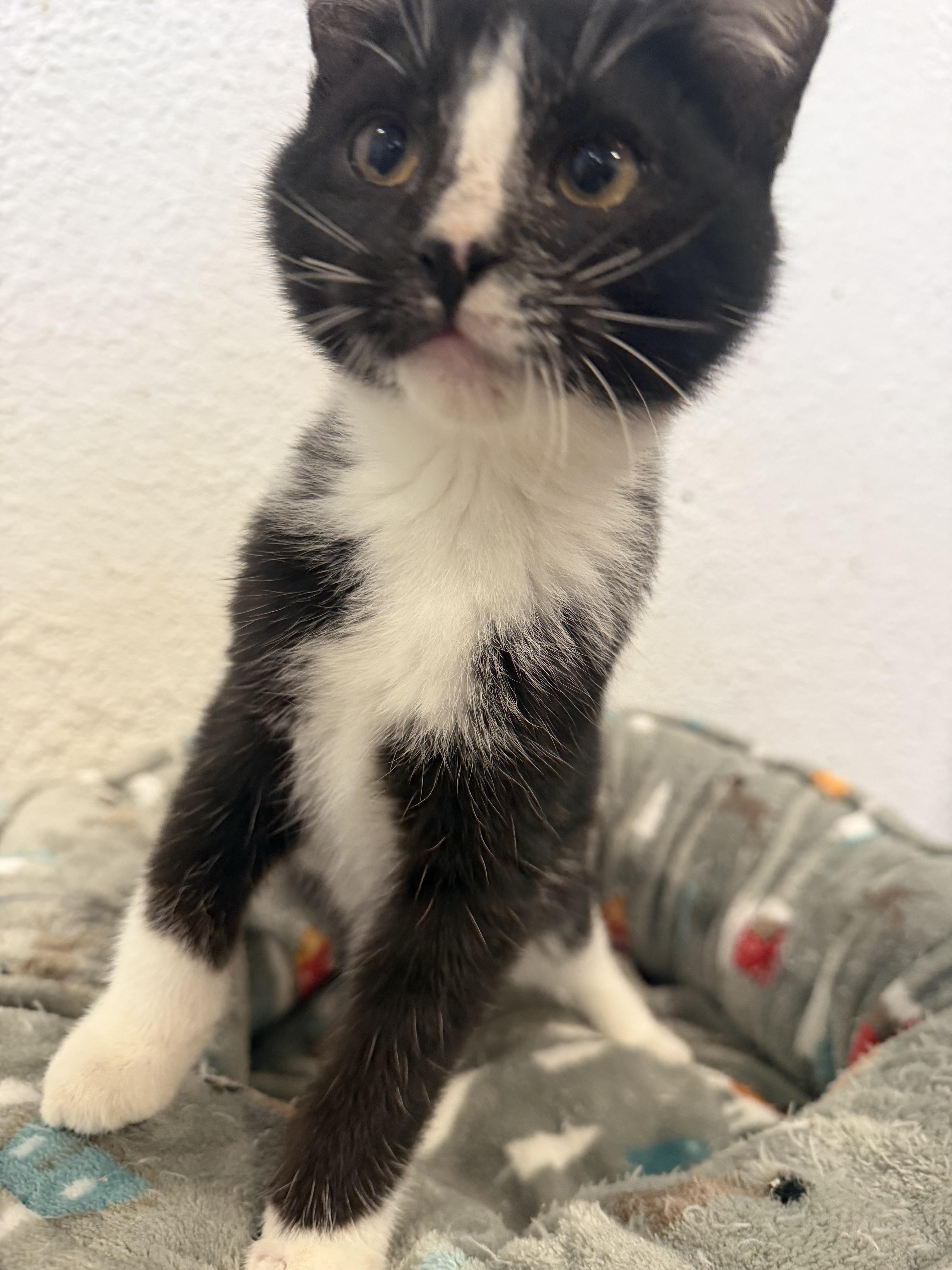 Enlarge Merlin, a Adopted Domestic Short Hair in Rio Linda, CA image 6/6