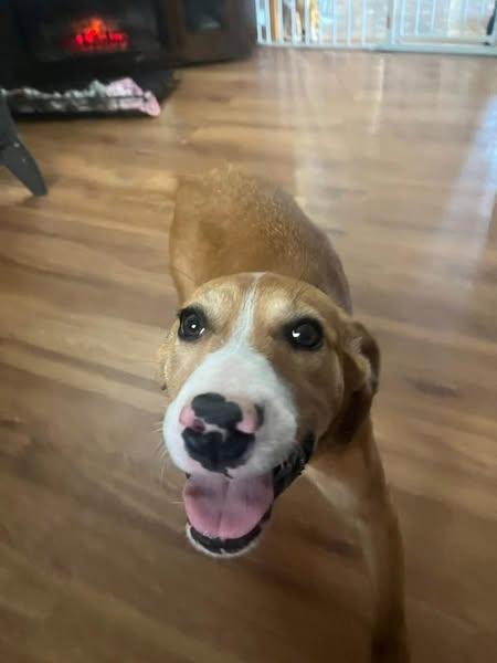 Biloxi, an adoptable Mixed Breed in Grand Island, NE, 68801 | Photo Image 4