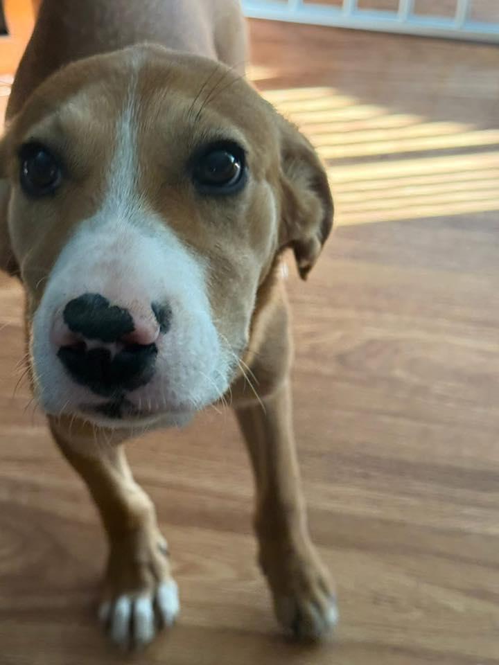 Biloxi, an adoptable Mixed Breed in Grand Island, NE, 68801 | Photo Image 2