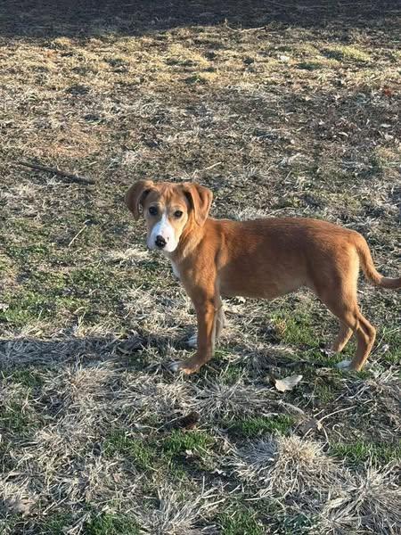 Biloxi, Young Female Mixed Breed