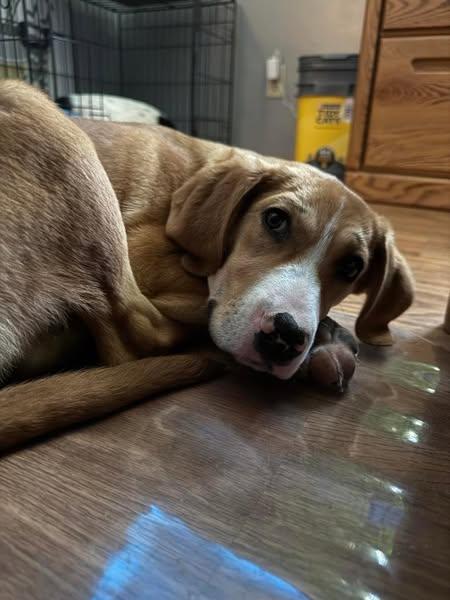 Biloxi, an adoptable Mixed Breed in Grand Island, NE, 68801 | Photo Image 3