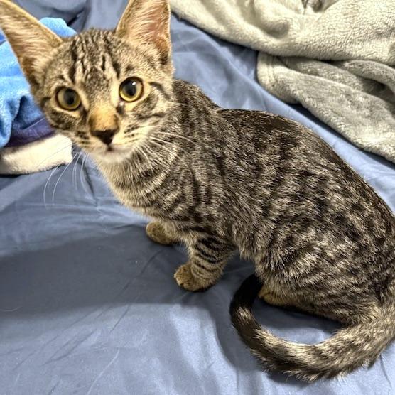 Abaddon, a Adoptable Domestic Medium Hair in Chapel Hill, NC image 1/4