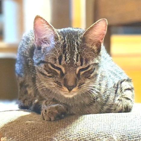 Abaddon, a Adoptable Domestic Medium Hair in Chapel Hill, NC image 2/4