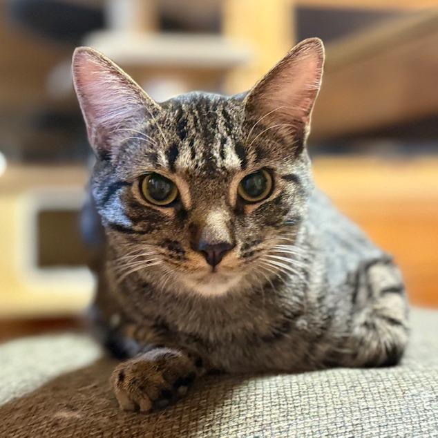 Abaddon, Adoptable, Young Male Domestic Medium Hair.