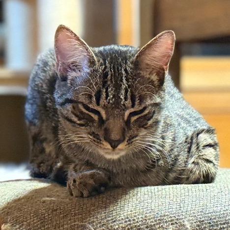 Abaddon, a Adoptable Domestic Medium Hair in Chapel Hill, NC image 2/4