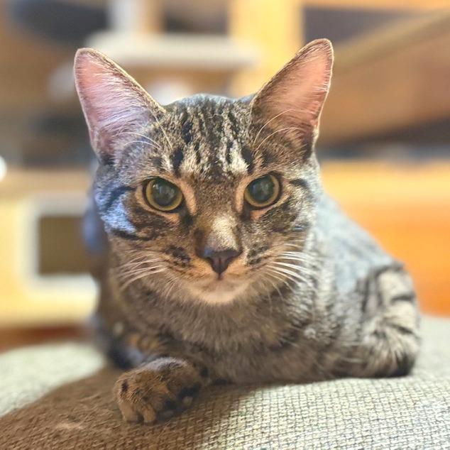 Abaddon, a Adoptable Domestic Medium Hair in Chapel Hill, NC image 3/4