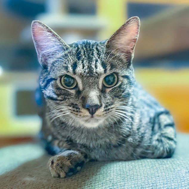 Enlarge Abaddon, a Adoptable Domestic Medium Hair in Chapel Hill, NC image 1/3