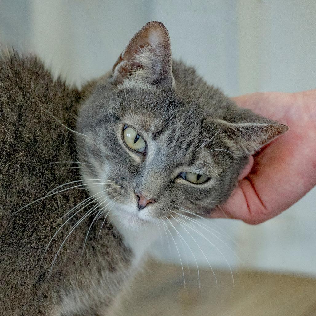 Enlarge Abaddon, a Adoptable Domestic Medium Hair in Chapel Hill, NC image 2/3