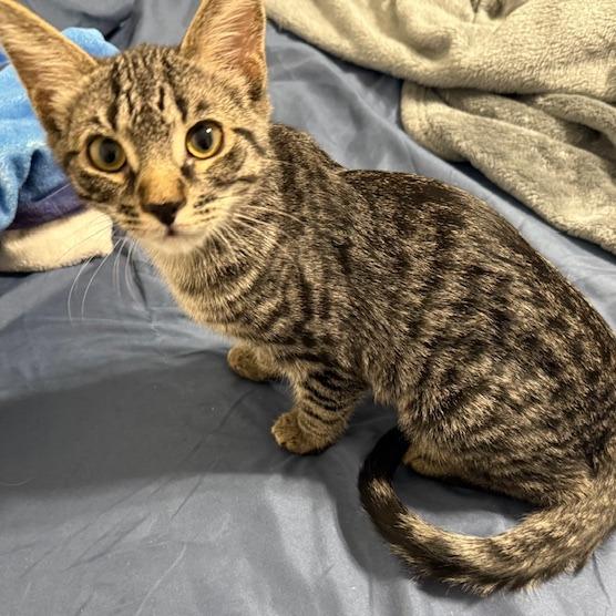 Abaddon, a Adoptable Domestic Medium Hair in Chapel Hill, NC image 3/4