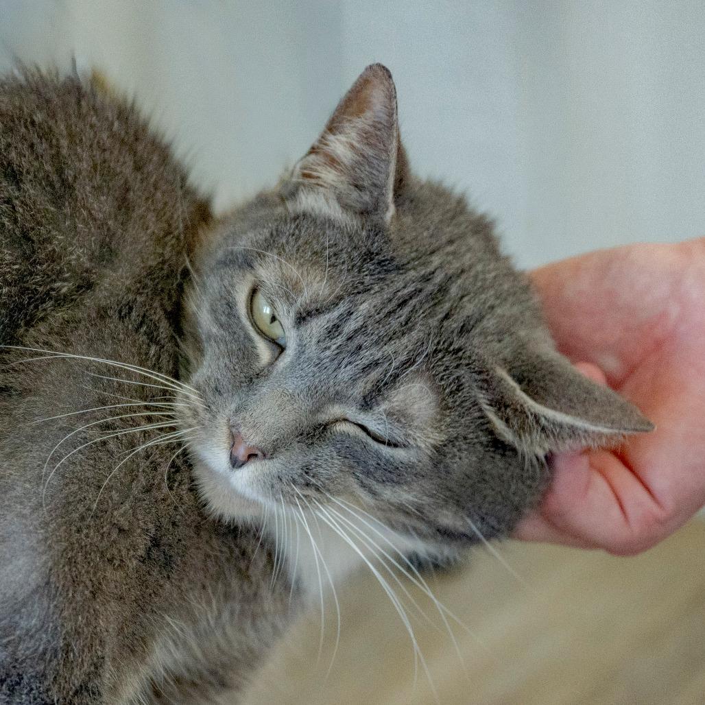Enlarge Abaddon, a Adoptable Domestic Medium Hair in Chapel Hill, NC image 3/3