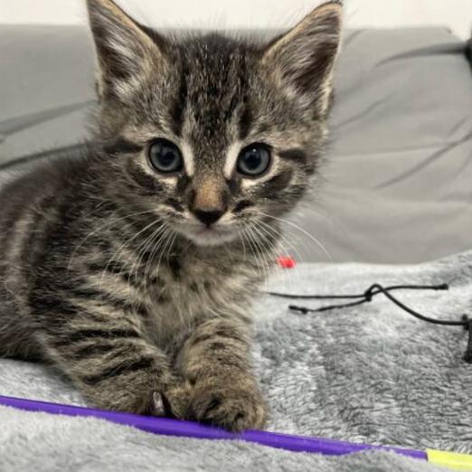 Abaddon, a Adoptable Domestic Medium Hair in Chapel Hill, NC image 4/4