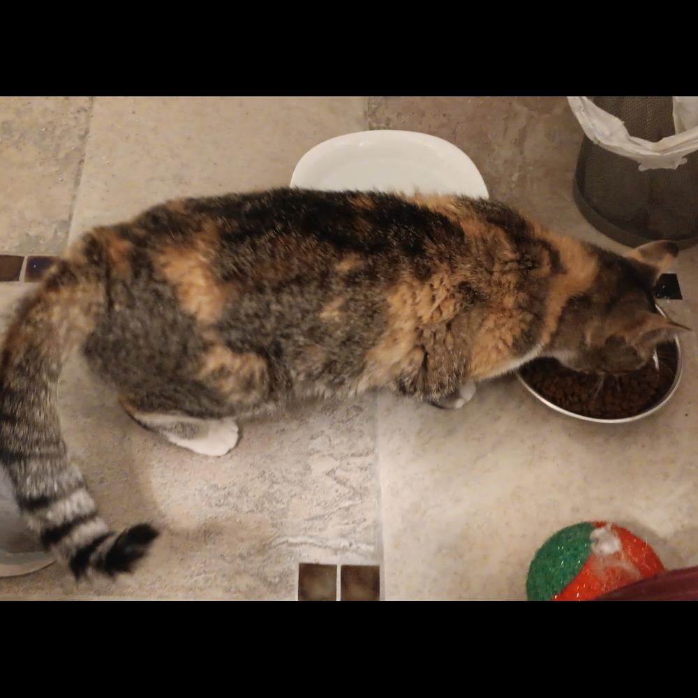 Pearl, ADOPTABLE, Adult Female Tortoiseshell.