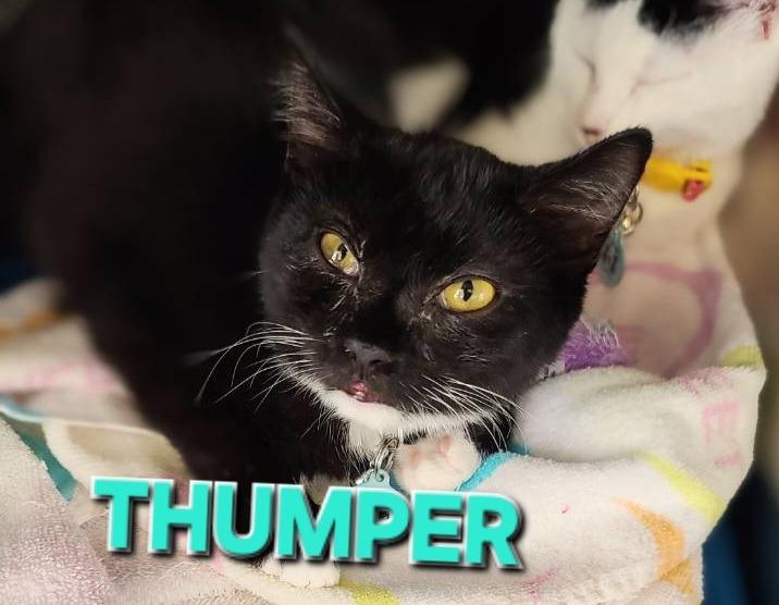 Thumper, Adoptable, Young Female Domestic Short Hair.
