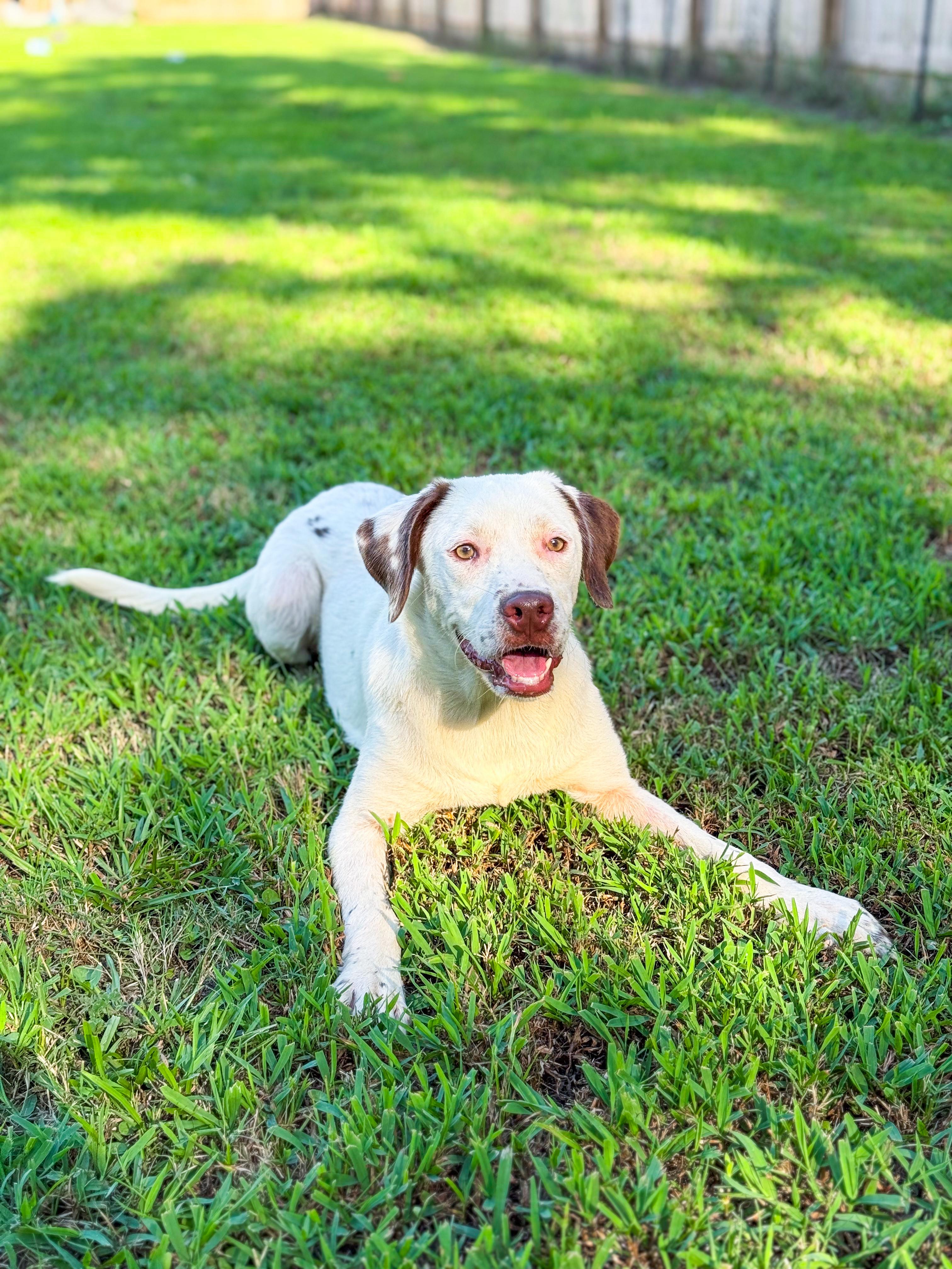 Enlarge Patsy Cline, a Adoptable mixed breed in charleston, SC image 1/1
