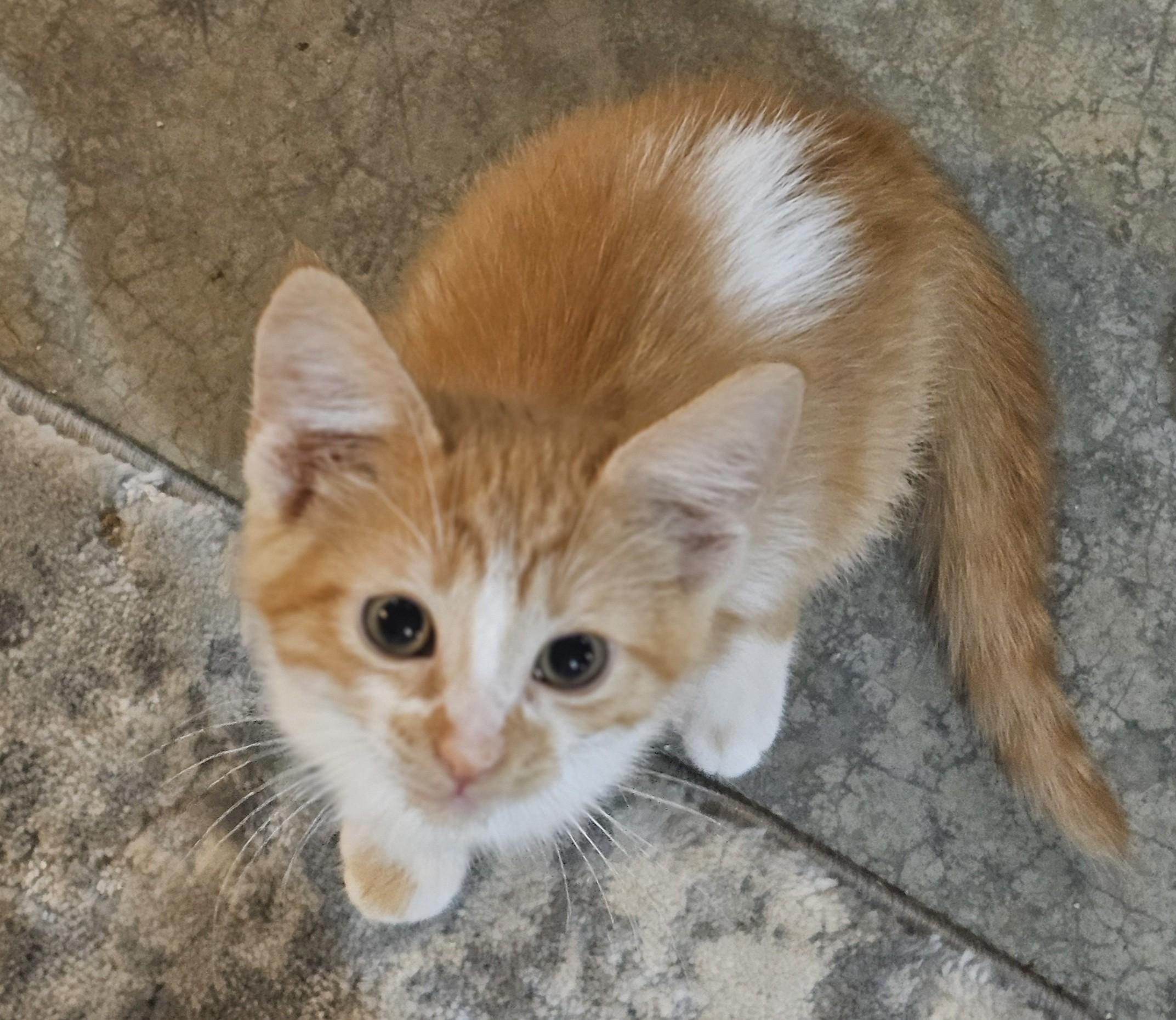 Rusty, Adoptable, Kitten Female Domestic Short Hair.