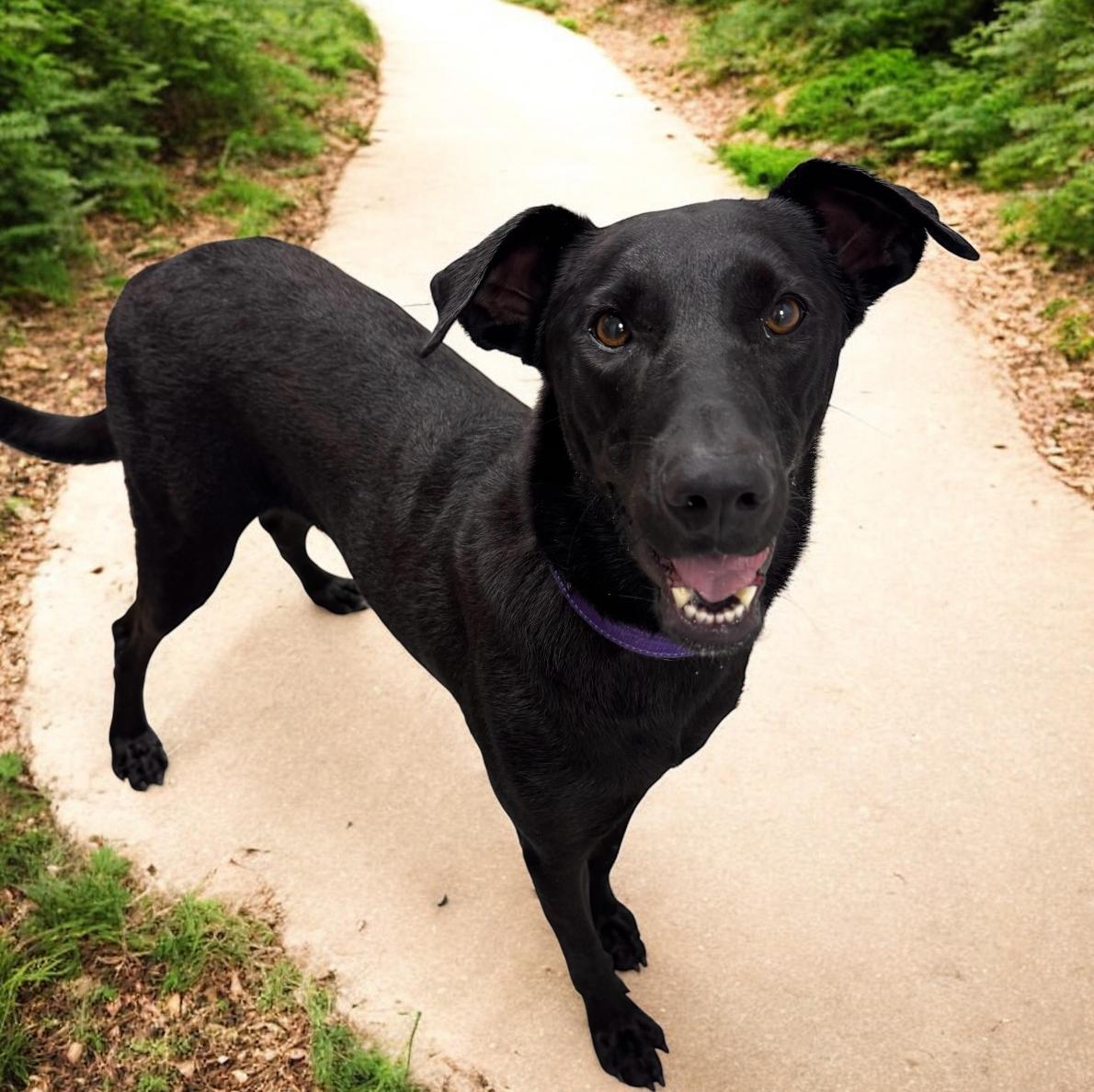 Enlarge Nova, a Adoptable mixed breed in Colorado Springs, CO image 2/4