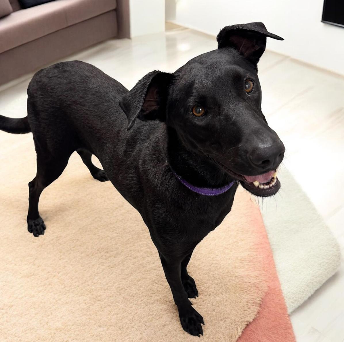 Enlarge Nova, a Adoptable mixed breed in Colorado Springs, CO image 3/4