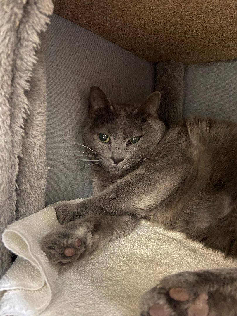Tina, Adult Female Domestic Short Hair