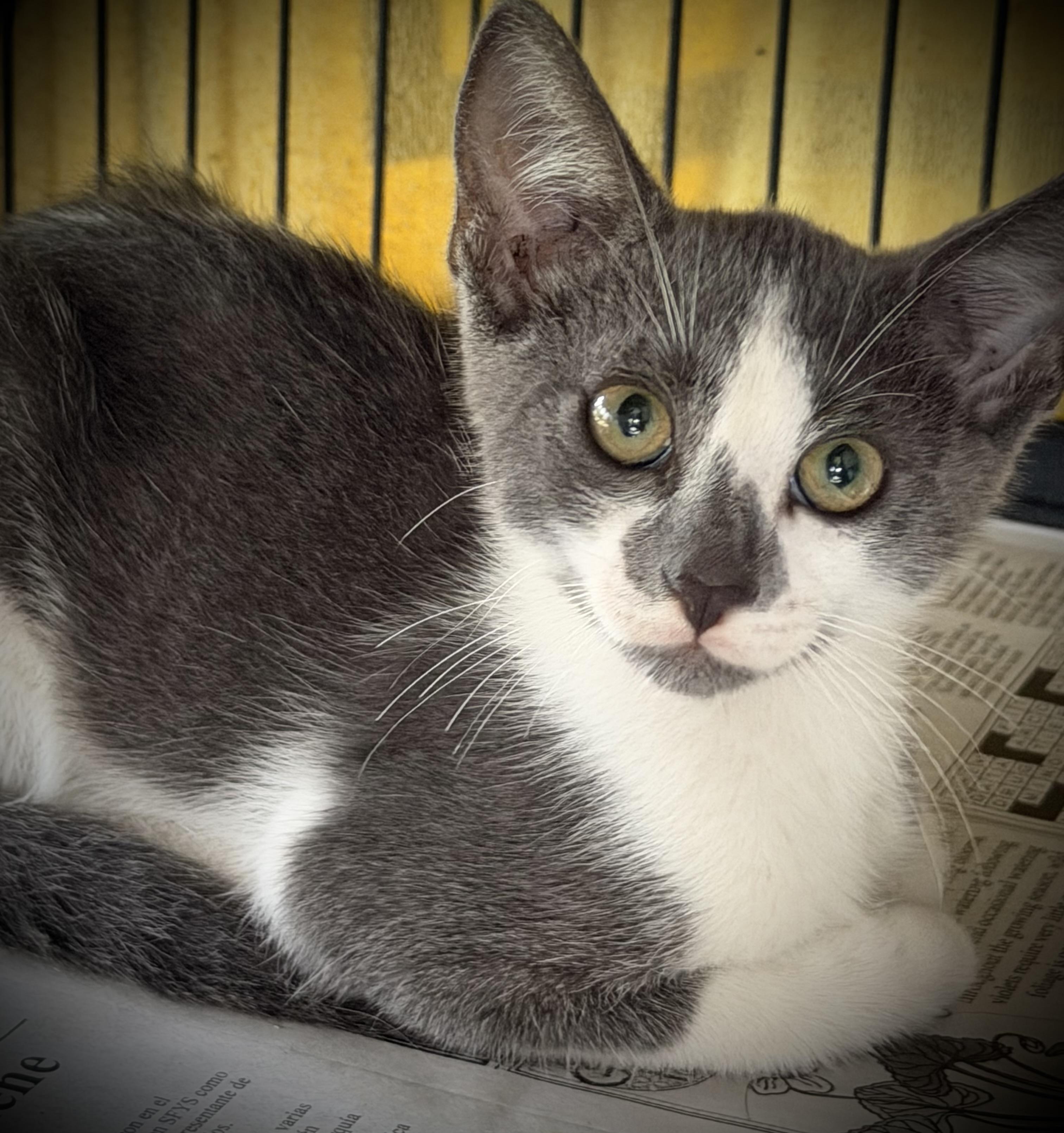 Pony, an adopted mixed breed in Portsmouth, NH image 1/5