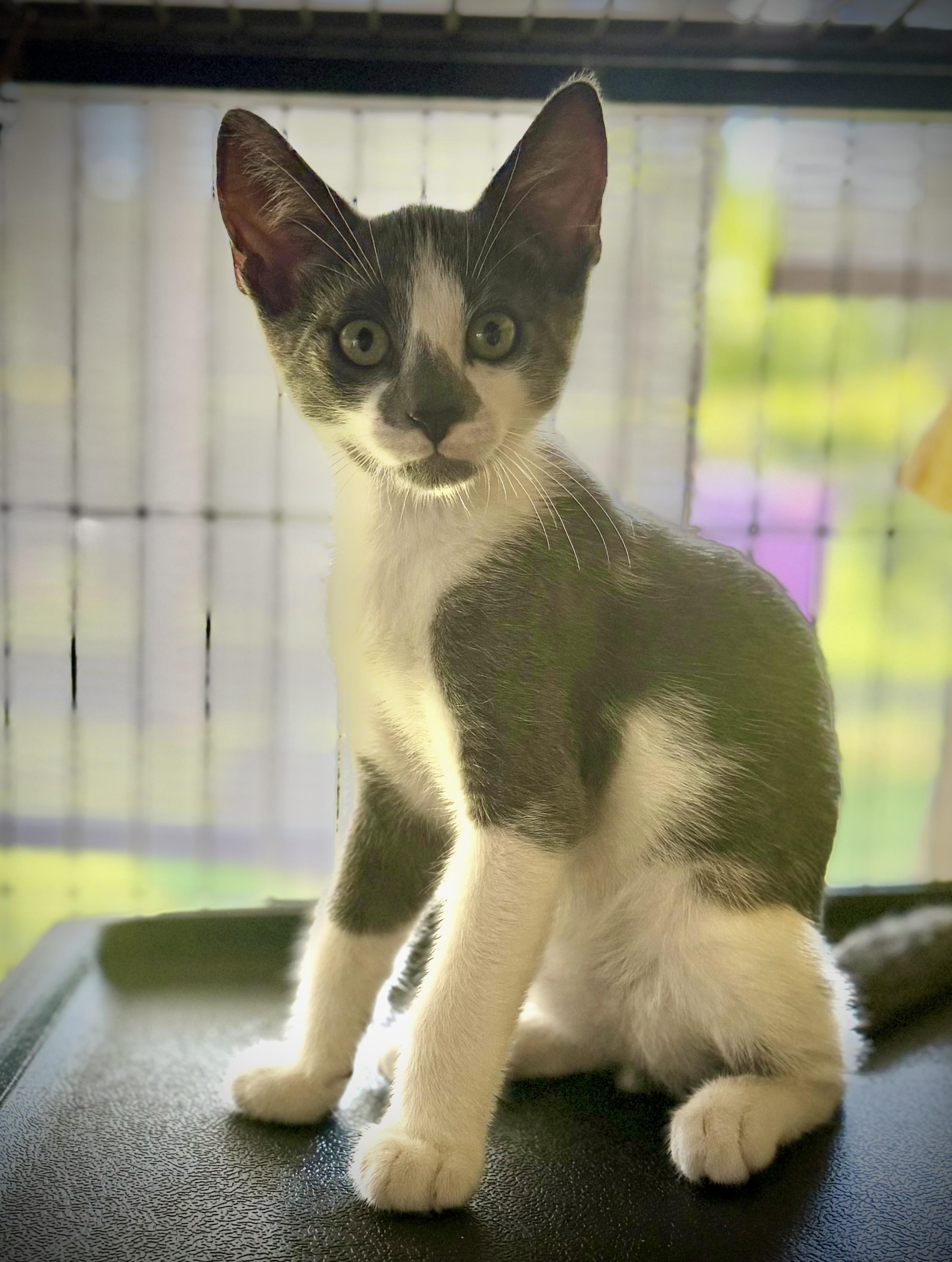 Pony, an adopted mixed breed in Portsmouth, NH image 3/5