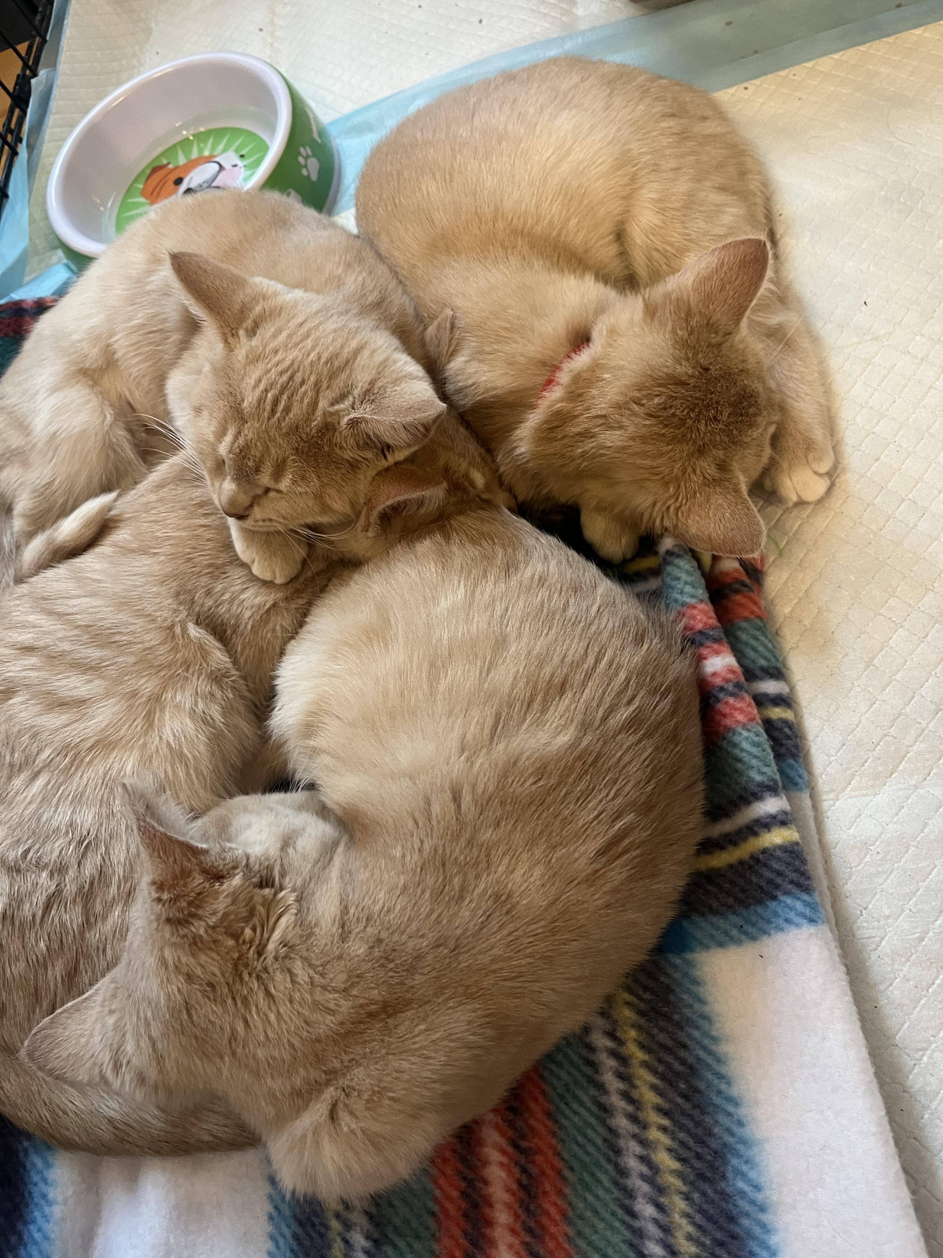 Enlarge Velcro, a Adoptable Domestic Short Hair in Mineral Point, WI image 3/6