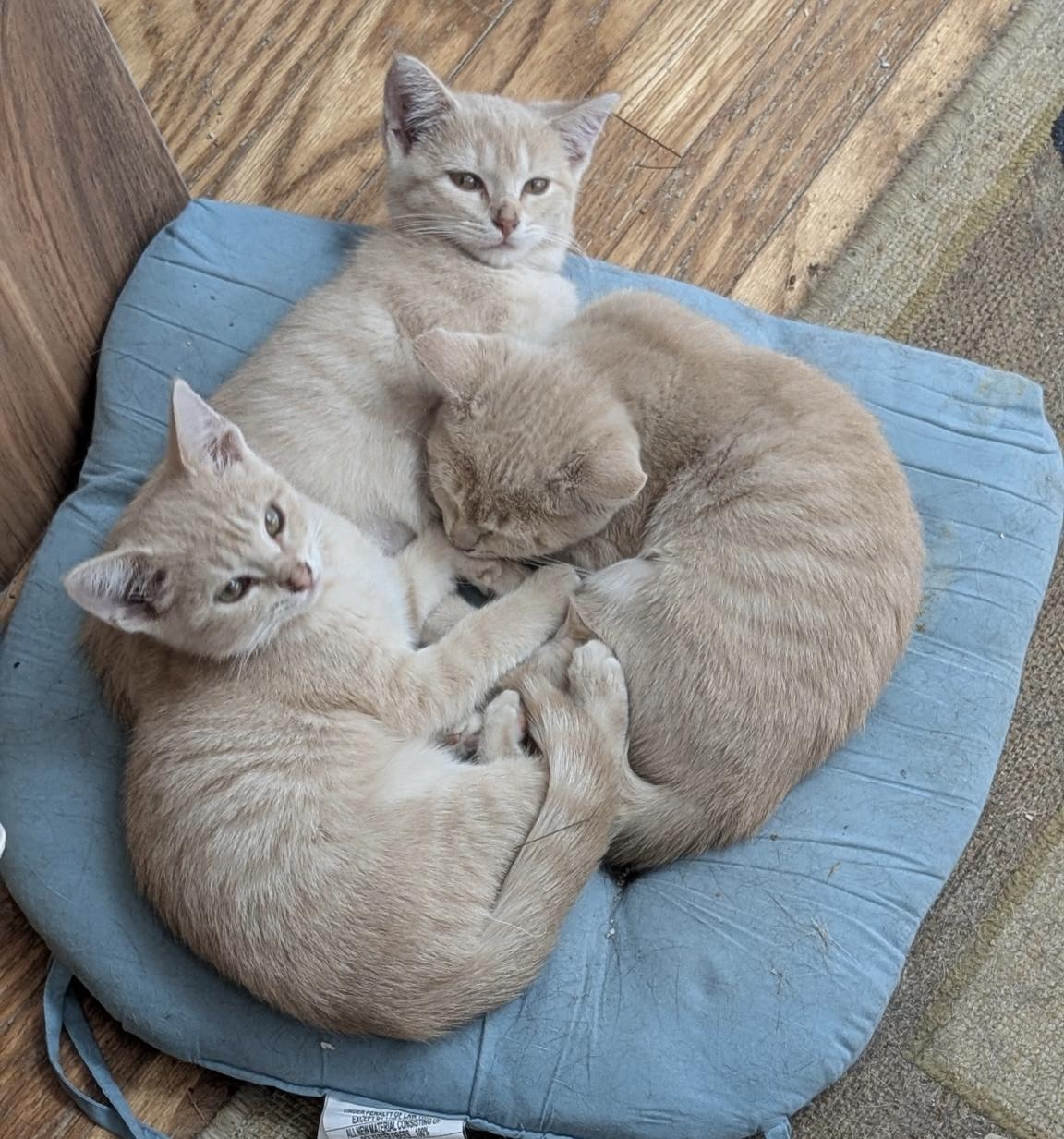 Enlarge Velcro, a Adoptable Domestic Short Hair in Mineral Point, WI image 5/6