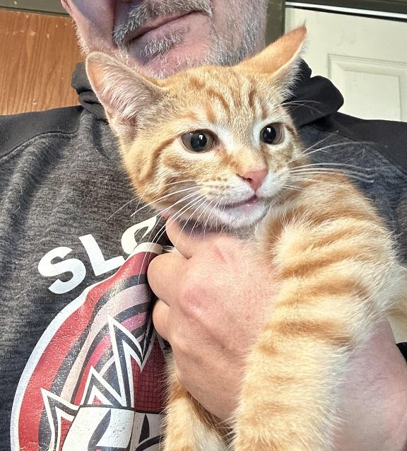Enlarge Kingsford, a Adoptable Tabby in Winnipeg, MB image 1/1