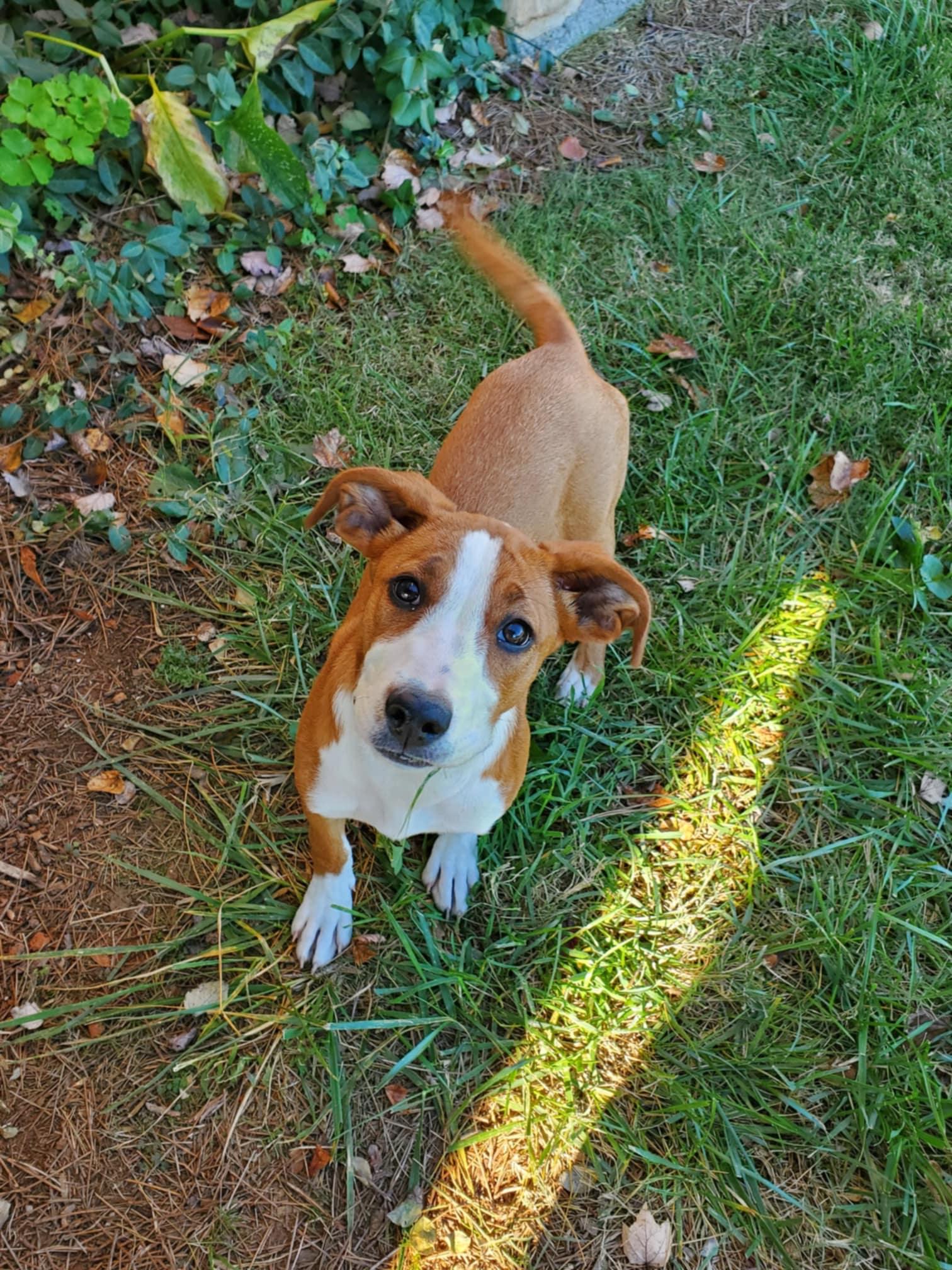 Callie, Adoptable, Adult Female Hound.