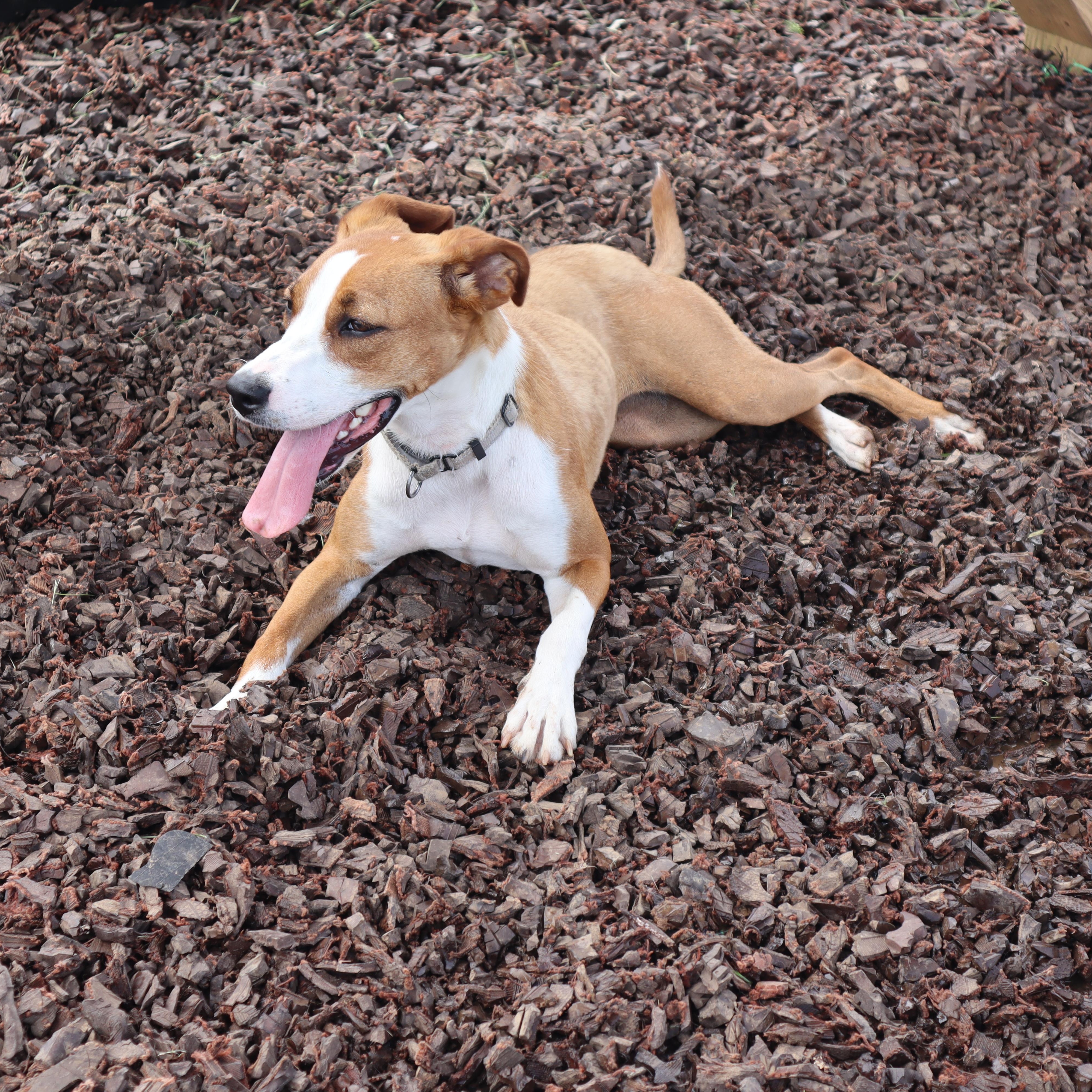 Enlarge Callie, a Adoptable mixed breed in Goshen, KY image 3/5
