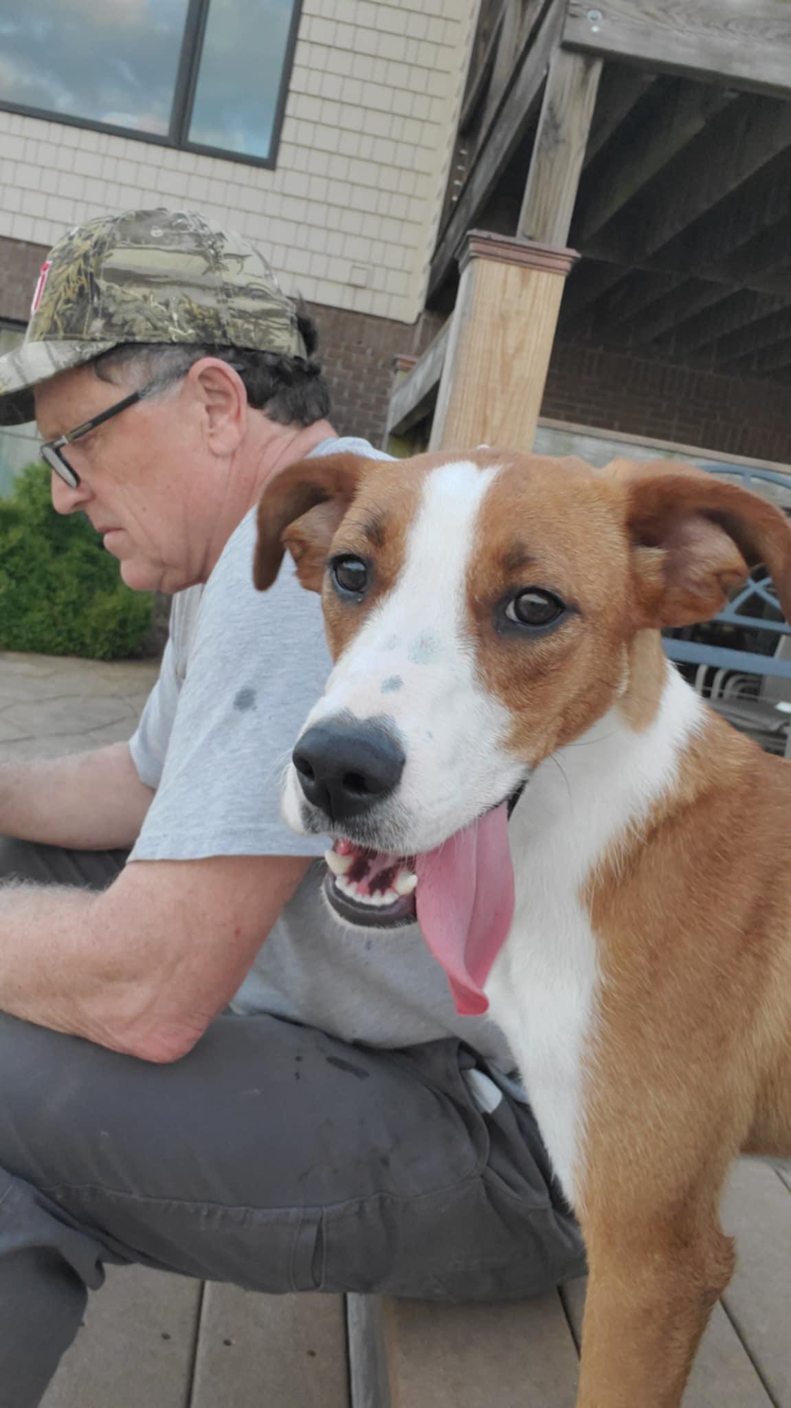 Enlarge Callie, a Adoptable mixed breed in Goshen, KY image 5/5