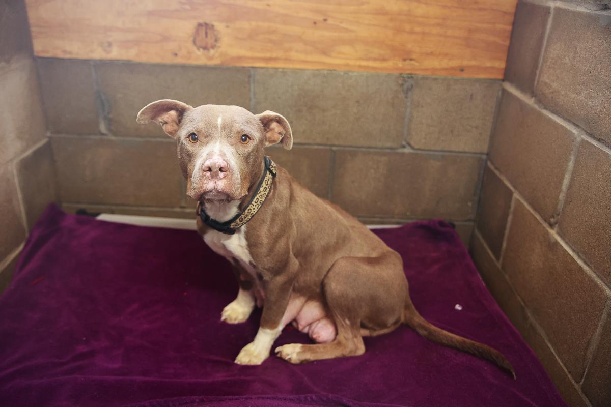 Cinnamon , adopted, Adult Female Pit Bull Terrier.