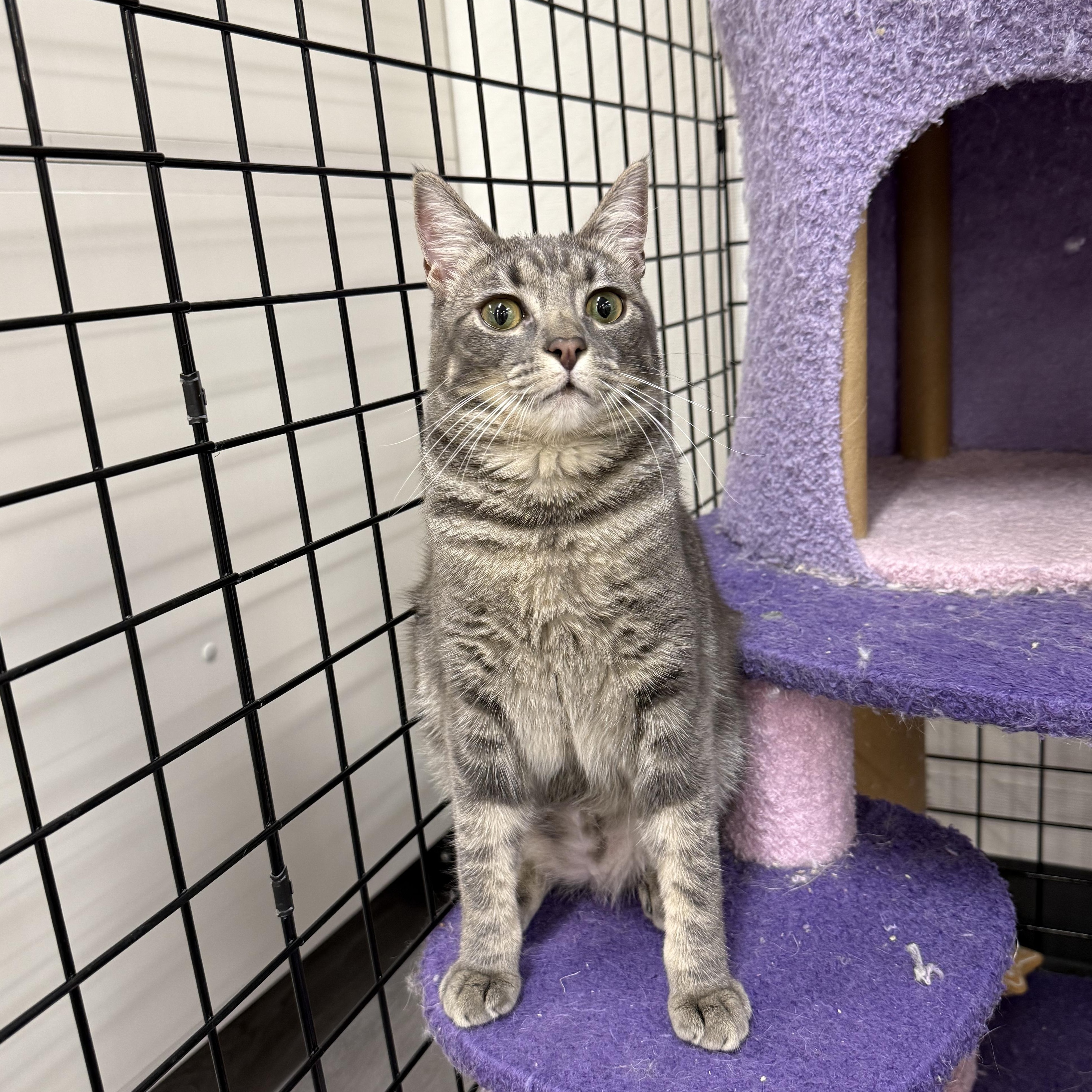 Enlarge Toadette, a Adoptable Domestic Short Hair in Walnut Creek, CA image 2/6