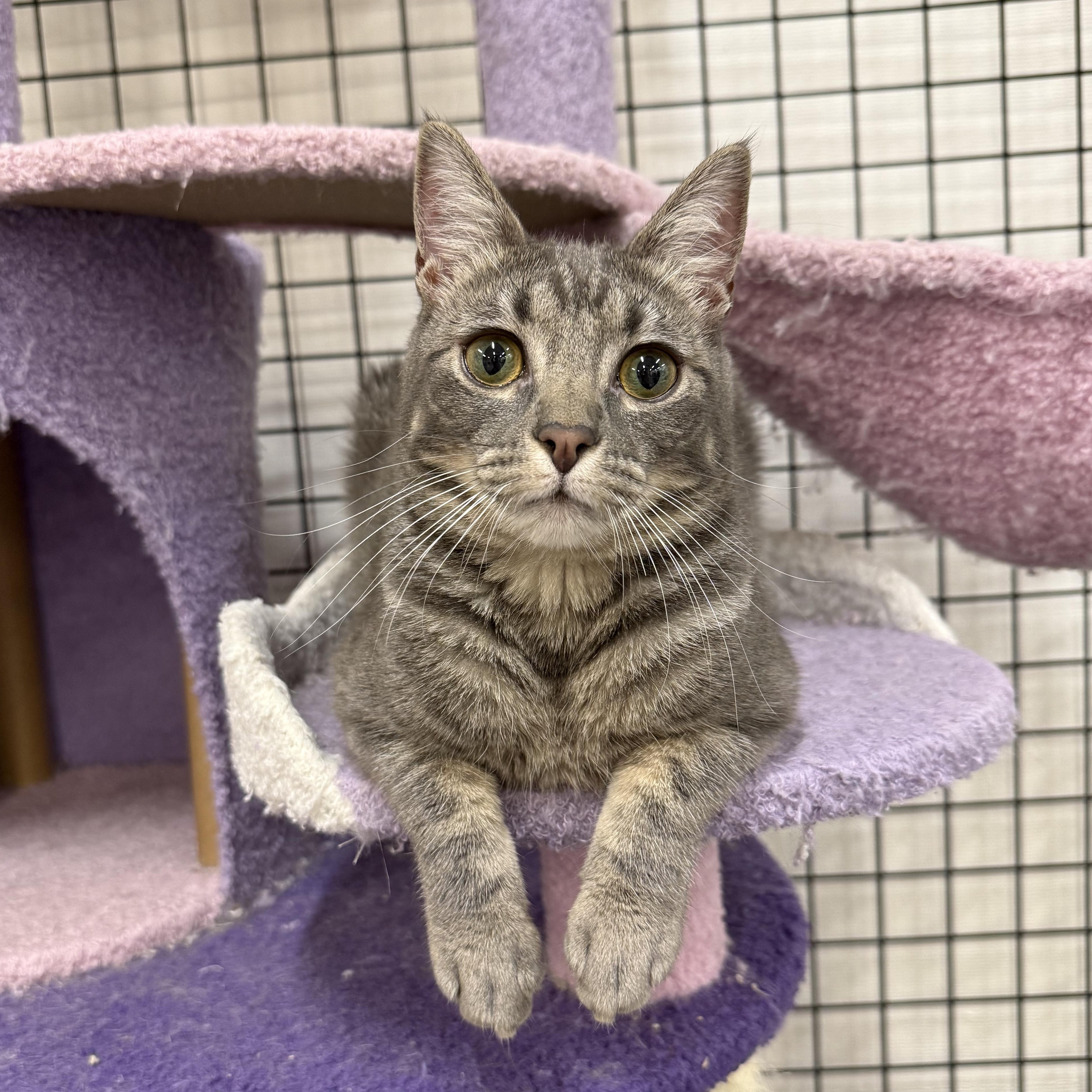 Toadette, Adoptable, Kitten Female Domestic Short Hair.