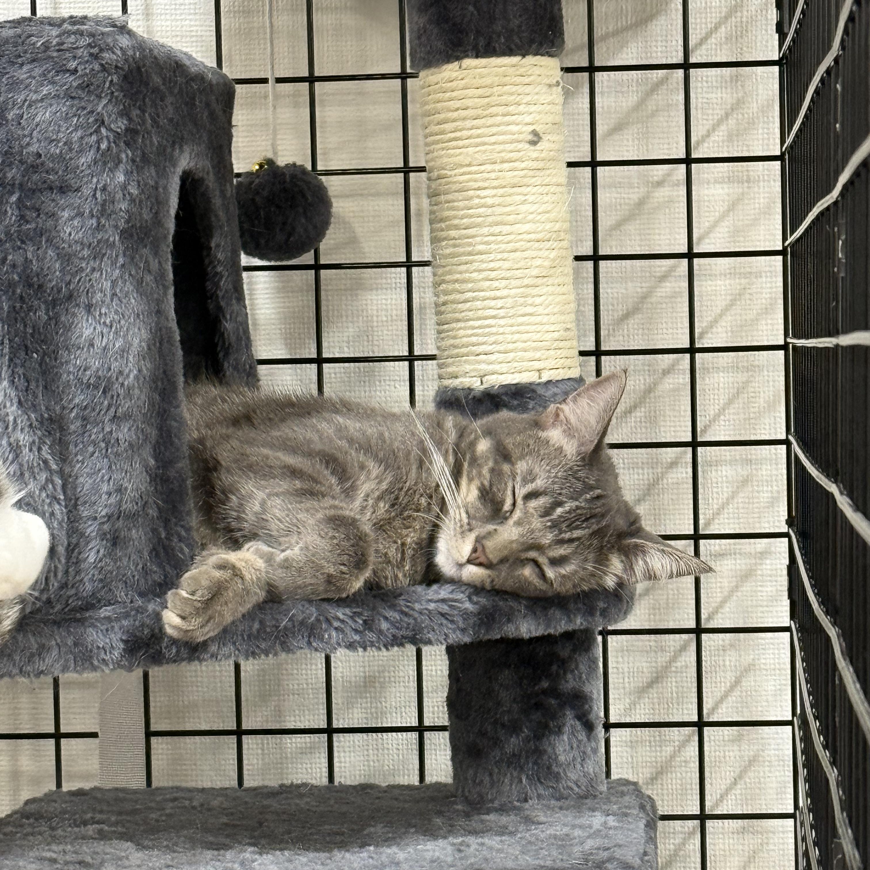 Enlarge Toadette, a Adoptable Domestic Short Hair in Walnut Creek, CA image 5/6