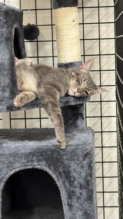 Enlarge Toadette, a Adoptable Domestic Short Hair in Walnut Creek, CA video 6/6