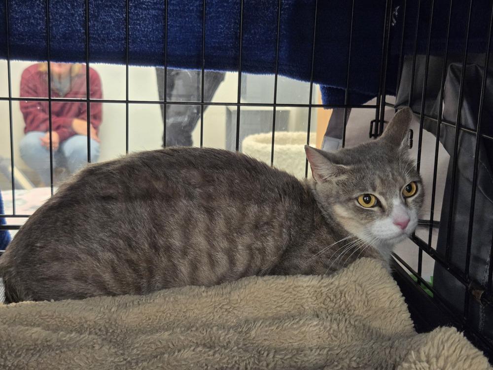 Enlarge GG, a Adoptable Domestic Short Hair in Orlando, FL image 1/5