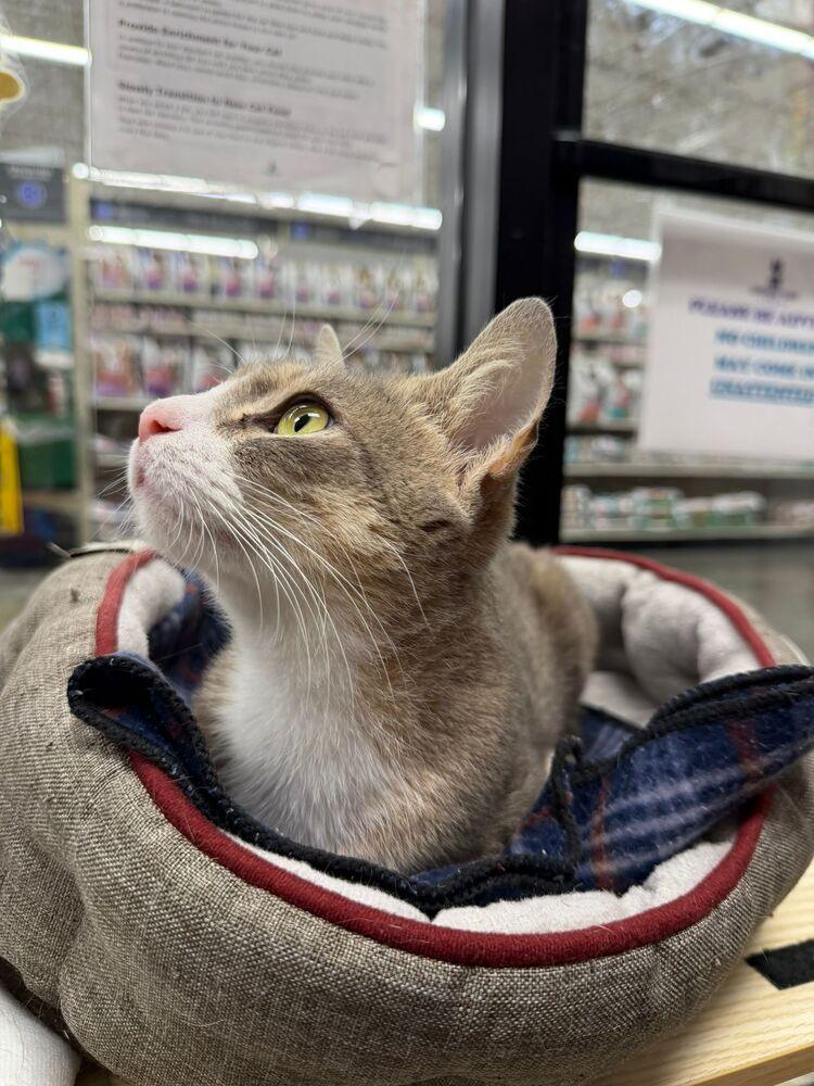 Enlarge GG, a Adoptable Domestic Short Hair in Orlando, FL image 2/5