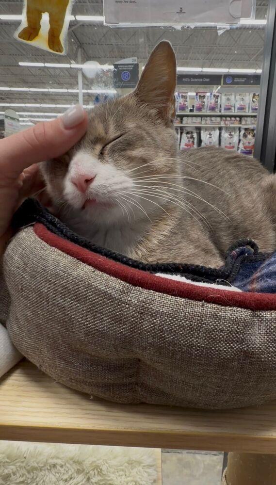 Enlarge GG, a Adoptable Domestic Short Hair in Orlando, FL image 3/5