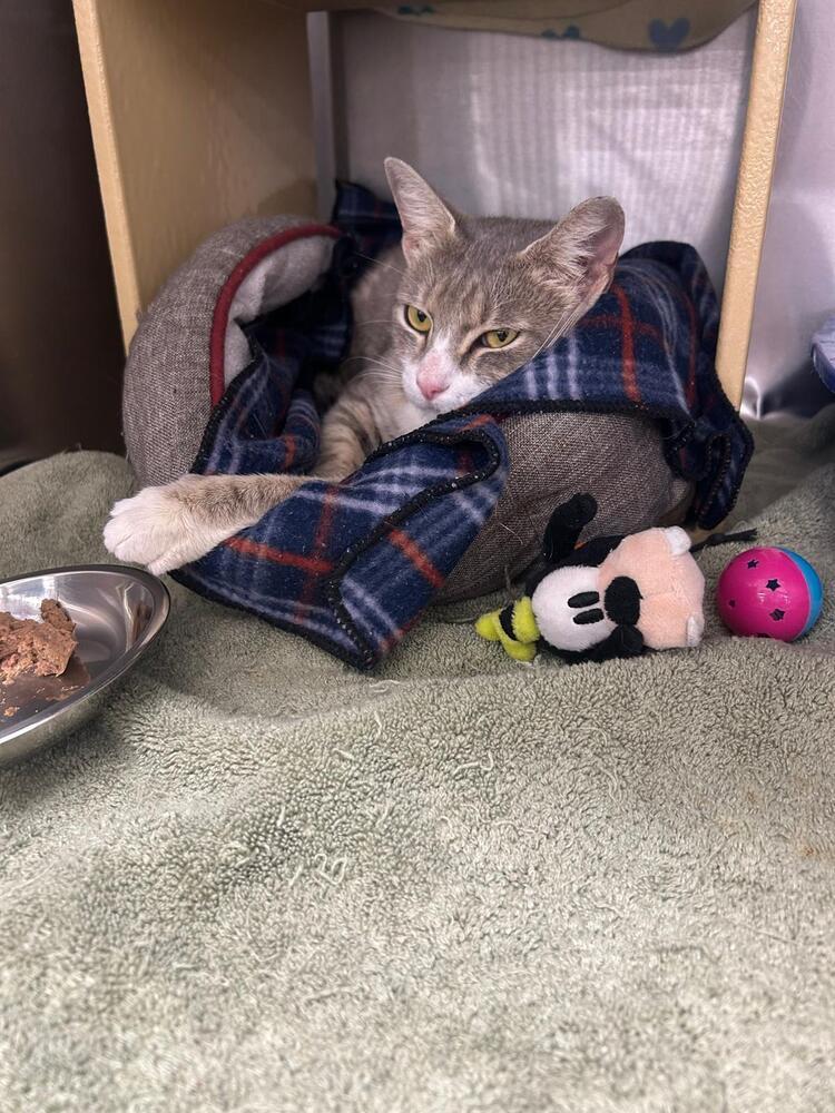 Enlarge GG, a Adoptable Domestic Short Hair in Orlando, FL image 5/5