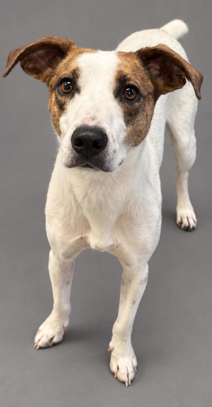 Jinu, Adoptable, Adult Male Mountain Cur & Mixed Breed.