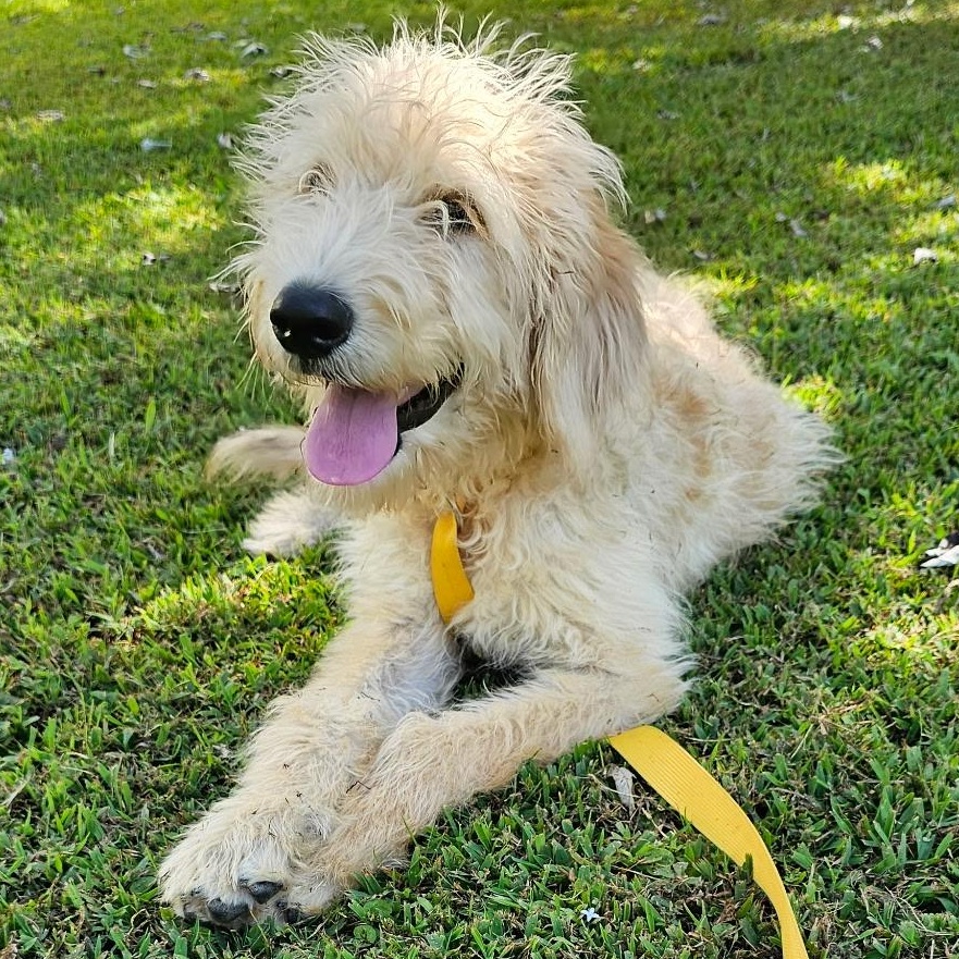 Marvin, an adoptable Labradoodle in Baldwyn, MS, 38824 | Photo Image 3
