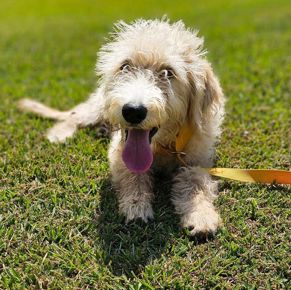 Marvin, an adoptable Labradoodle in Baldwyn, MS, 38824 | Photo Image 5