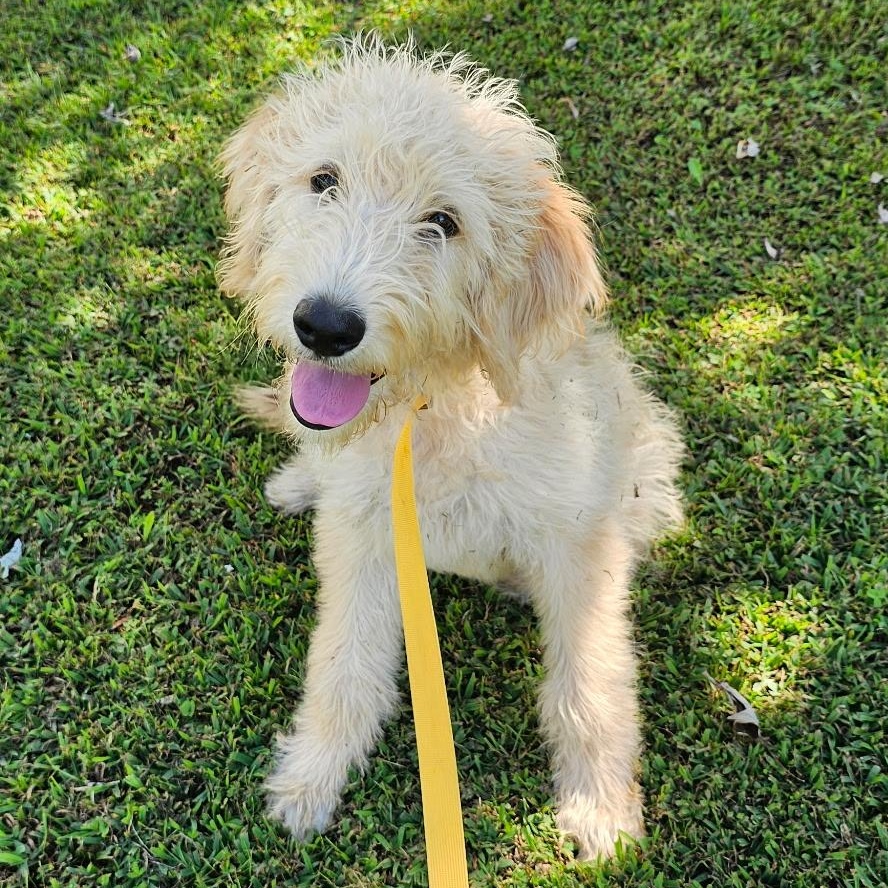Marvin, an adoptable Labradoodle in Baldwyn, MS, 38824 | Photo Image 1