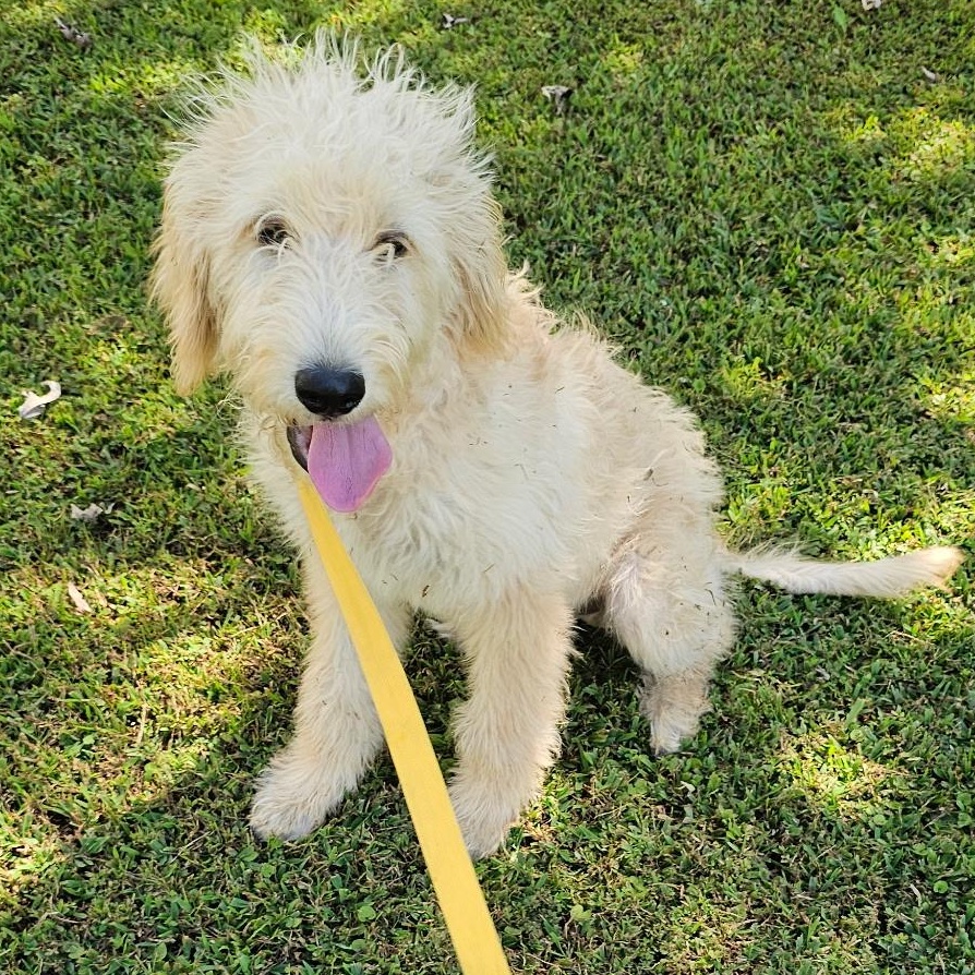 Marvin, an adoptable Labradoodle in Baldwyn, MS, 38824 | Photo Image 6