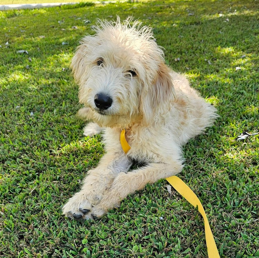 Marvin, an adoptable Labradoodle in Baldwyn, MS, 38824 | Photo Image 4