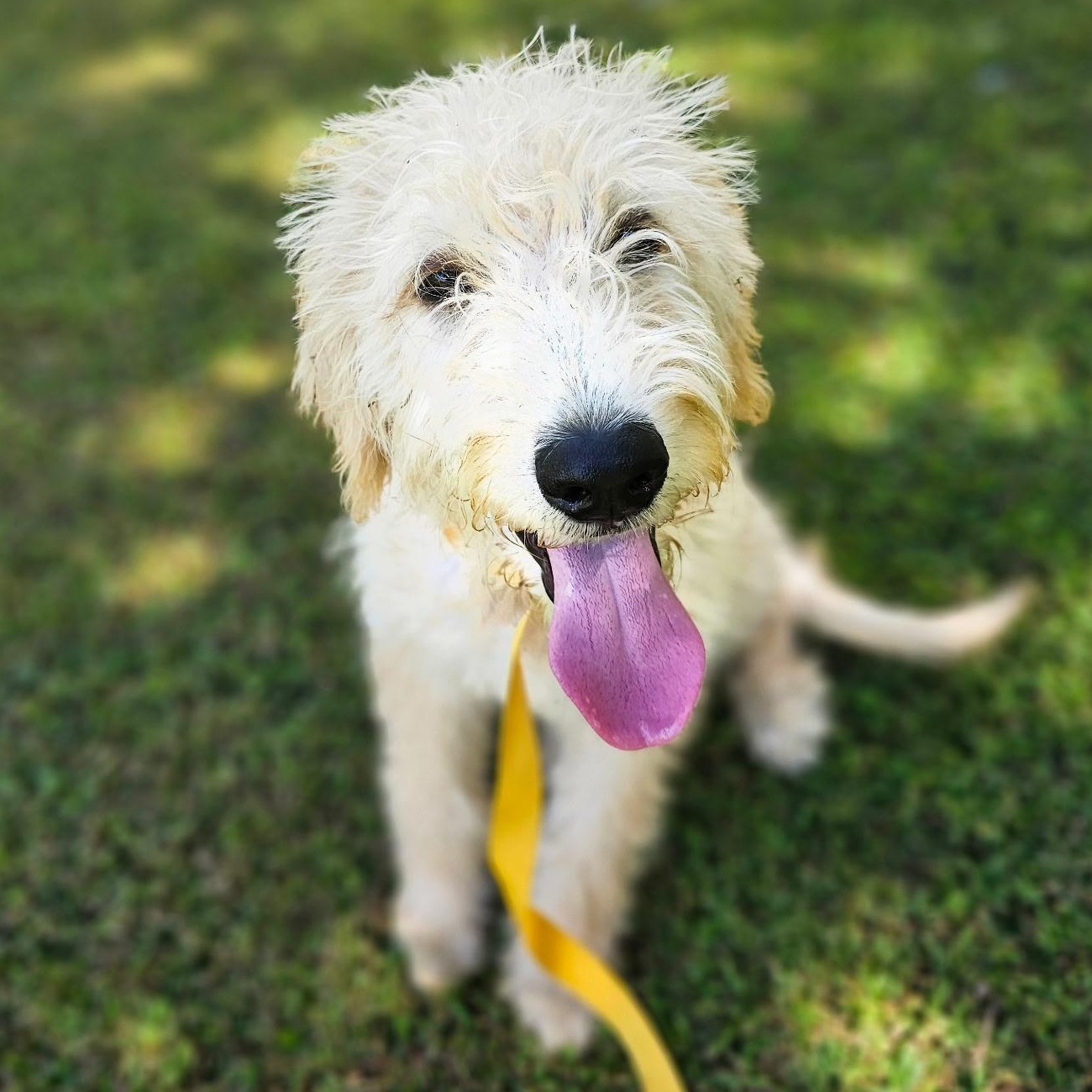 Marvin, an adoptable Labradoodle in Baldwyn, MS, 38824 | Photo Image 2