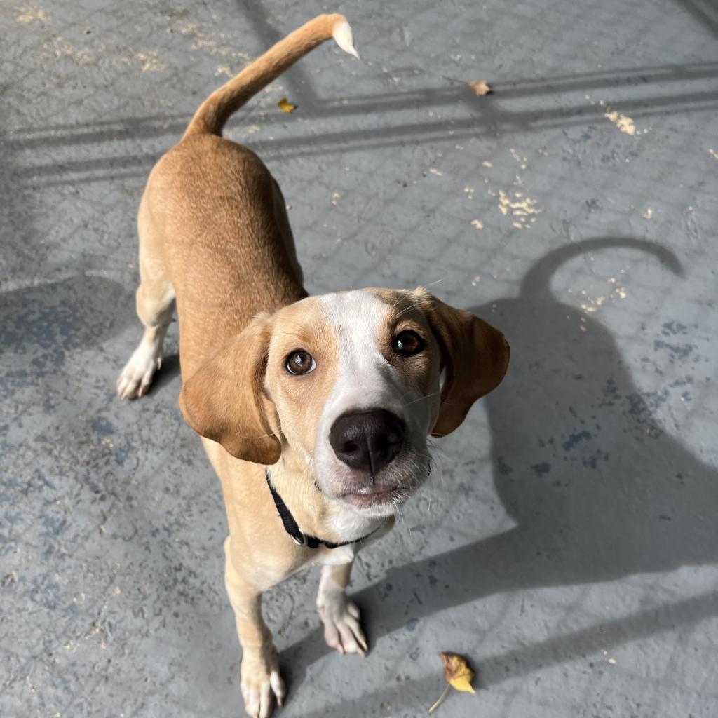 Blaze, Adoptable, Adult Male Mixed Breed.